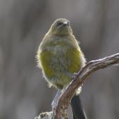 Bellbird. Juvenile male. Enderby Island, Auckland Islands, January 2007. Image &copy; Ian Armitage by Ian Armitage