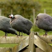Helmeted guineafowl. Perching adults, two with heads hidden. North Auckland, December 2010. Image &copy; Eugene Polkan by Eugene Polkan