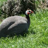 Helmeted guineafowl. Adult in captivity. Whanganui, November 2008. Image &copy; Duncan Watson by Duncan Watson