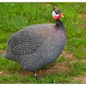 Helmeted guineafowl. Adult feeding on grass and seeds. One Tree Hill, Auckland, October 2014. Image &copy; Les Feasey by Les Feasey