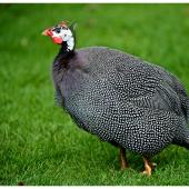 Helmeted guineafowl. Adult  . One Tree Hill, Auckland, October 2014. Image &copy; Les Feasey by Les Feasey