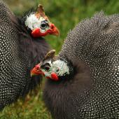 Helmeted guineafowl. Adults in captivity showing head details. Whanganui, August 2010. Image &copy; Ormond Torr by Ormond Torr