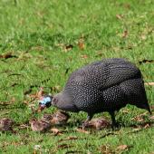 Helmeted guineafowl. Adult with young chicks. Kirstenbosch Botanical Gardens, Cape Town, South Africa, October 2015. Image &copy; Geoff de Lisle by Geoff de Lisle
