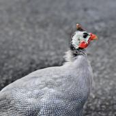 Helmeted guineafowl. Close-up of adult. Omana Regional Park, September 2016. Image &copy; Marie-Louise Myburgh by Marie-Louise Myburgh