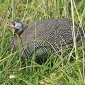 Helmeted guineafowl. Adult. Whanganui, April 2013. Image &copy; Paul Gibson by Paul Gibson