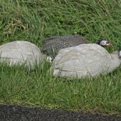 Helmeted guineafowl. Semi-feral adults. Whanganui, April 2013. Image &copy; Paul Gibson by Paul Gibson