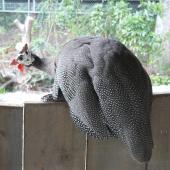 Helmeted guineafowl. Adult in captivity showing tail. Wellington Zoo, March 2013. Image &copy; Alan Tennyson by Alan Tennyson