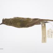 Chatham Island bellbird. Adult female. Purchased 1923. Specimen registration no. OR.005017; image no. MA_I264421. Pitt Island, Chatham Islands, December 1871. Image &copy; Te Papa See Te Papa website: http://collections.tepapa.govt.nz/objectdetails.aspx?irn=535772&amp;term=OR.005017