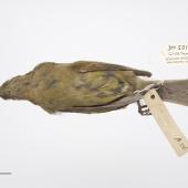 Chatham Island bellbird. Adult female. Purchased 1923. Specimen registration no. OR.005017; image no. MA_I264423. Pitt Island, Chatham Islands, December 1871. Image &copy; Te Papa See Te Papa website: http://collections.tepapa.govt.nz/objectdetails.aspx?irn=535772&amp;term=OR.005017