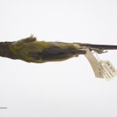 Chatham Island bellbird. Adult male. Purchased 1923. Specimen registration no. OR.005019; image no. MA_I264424. Pitt Island, Chatham Islands, December 1871. Image &copy; Te Papa See Te Papa website: http://collections.tepapa.govt.nz/objectdetails.aspx?irn=535773&amp;term=OR.005019