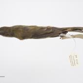 Chatham Island bellbird. Adult female. Purchased 1923. Specimen registration no. OR.005020; image no. MA_I264427. Pitt Island, Chatham Islands, December 1871. Image &copy; Te Papa See Te Papa website: http://collections.tepapa.govt.nz/objectdetails.aspx?irn=535774&amp;term=OR.005020