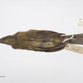 Chatham Island bellbird. Adult female. Purchased 1923. Specimen registration no. OR.005020; image no. MA_I264429. Pitt Island, Chatham Islands, December 1871. Image &copy; Te Papa See Te Papa website: http://collections.tepapa.govt.nz/objectdetails.aspx?irn=535774&amp;term=OR.005020