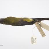 Chatham Island bellbird. Adult male. Purchased 1923. Specimen registration no. OR.005018; image no. MA_I264430. Mangere Island, Chatham Islands, January 1872. Image &copy; Te Papa See Te Papa website: http://collections.tepapa.govt.nz/objectdetails.aspx?irn=535775&amp;term=OR.005018