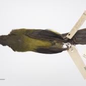 Chatham Island bellbird. Adult male. Purchased 1923. Specimen registration no. OR.005018; image no. MA_I264432. Mangere Island, Chatham Islands, January 1872. Image &copy; Te Papa See Te Papa website: http://collections.tepapa.govt.nz/objectdetails.aspx?irn=535775&amp;term=OR.005018
