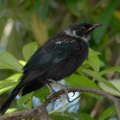 Tui. Newly fledged juvenile. Wellington, December 2012. Image &copy; Peter Reese by Peter Reese