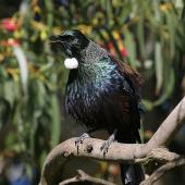 Tui. Adult singing. Wanganui, July 2009. Image &copy; Ormond Torr by Ormond Torr
