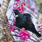 Tui. Adult vocalising with feathers fluffed out. Te Puke, August 2012. Image &copy; Raewyn Adams by Raewyn Adams