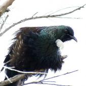 Tūī | Tui. Adult male with feathers fluffed out. Kerikeri, October 2012. Image &copy; Thomas Musson by Thomas Musson tomandelaine@xtra.co.nz