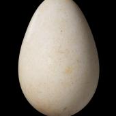 Tui. Egg 31.9 x 20.8 mm (NMNZ OR.007614). Chickens Islands, November 1939. Image &copy; Te Papa by Jean-Claude Stahl