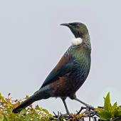 Tui. Adult standing . Nelson Province, July 2016. Image &copy; Rebecca Bowater by Rebecca Bowater FPSNZ AFIAP www.floraandfauna.co.nz