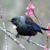 Tūī | Tui. Adult among spring blossoms. Auckland, August 2014. Image &copy; Marie-Louise Myburgh by Marie-Louise Myburgh
