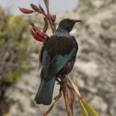 Tui. Adult Chatham Island tui. Rangatira Island, Chatham Islands, October 2020. Image &copy; James Russell by James Russell