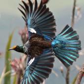 Tui. Adult in flight (note flax pollen on forehead). Pauatahanui Inlet, December 2012. Image &copy; David Brooks by David Brooks