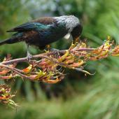 Tui. Adult feeding on flax nectar. Karori Sanctuary / Zealandia, December 2007. Image &copy; Department of Conservation (image ref: 10065314) by Danica Devery-Smith, Department of Conservation Courtesy of Department of Conservation