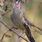 Red wattlebird. Adult hunting for insects in the late afternoon. Canberra, Australia, April 2016. Image &copy; RM by RM