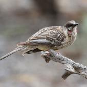 Red wattlebird. Adult. Arid Lands, Port Augusta, South Austraqlia, October 2015. Image &copy; John Fennell by John Fennell