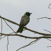Black-faced cuckoo-shrike. Adult. Coolangatta, New South Wales, Australia, November 2014. Image &copy; Alan Tennyson by Alan Tennyson