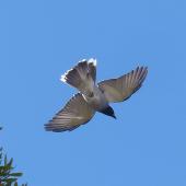 Black-faced cuckoo-shrike. Adult in flight. Fingal Bay, New South Wales, Australia, October 2014. Image &copy; Alan Tennyson by Alan Tennyson