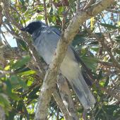 Black-faced cuckoo-shrike. Adult. Fingal Bay, New South Wales, Australia, October 2014. Image &copy; Alan Tennyson by Alan Tennyson