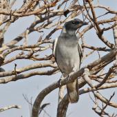 Black-faced cuckoo-shrike. Adult. Kakadu, Northern Territory, July 2012. Image &copy; Dick Porter by Dick Porter