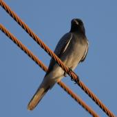 Black-faced cuckoo-shrike. Adult. Broome, February 2009. Image &copy; Craig Steed by Craig Steed