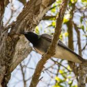 Black-faced cuckoo-shrike. Adult. Caloundra,  Queensland,  Australia, October 2014. Image &copy; Roger Smith by Roger Smith