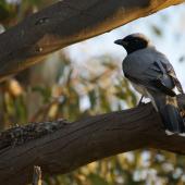 Black-faced cuckoo-shrike. Adult beside nest. Canberra, Australia, October 2015. Image &copy; RM by RM