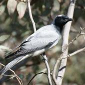 Black-faced cuckoo-shrike. Adult. Canberra, October 2016. Image &copy; RM by RM