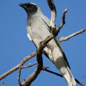 Black-faced cuckoo-shrike. Adult (recently arrived from migration). Canberra, Australia, September 2015. Image &copy; RM by RM