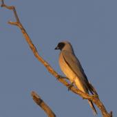 Black-faced cuckoo-shrike. Adult perched in evening light. Northern Territory, Australia. Image &copy; Sonja Ross by Sonja Ross
