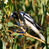 Black-faced cuckoo-shrike. Adult. Perth, April 2016. Image &copy; Imogen Warren by Imogen Warren