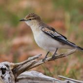 White-winged triller. Non-breeding male. Birdsville Track, South Australia, June 2016. Image &copy; David Newell 2016 birdlifephotography.org.au by David Newell