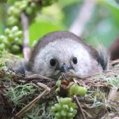 Whitehead. Adult on nest. Motuora Island, Hauraki Gulf, December 2014. Image &copy; Yvonne Sprey by Yvonne Sprey