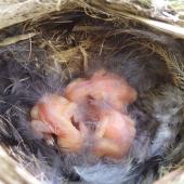 Whitehead. Three young chicks in nest. Motuora Island, Hauraki Gulf, January 2015. Image &copy; Yvonne Sprey by Yvonne Sprey