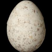 Whitehead | Pōpokotea. Egg 21.5 x 16.0 mm (NMNZ OR.007603, collected by Captain John Bollons). . Image &copy; Te Papa by Jean-Claude Stahl