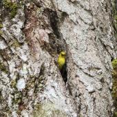 Mohua | Yellowhead. Adult male at entrance to nest. Routeburn Flats, Mt Aspiring National Park, December 2015. Image &copy; Ron Enzler by Ron Enzler http://www.therouteburntrack.com