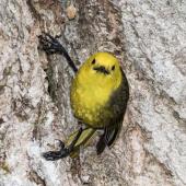 Yellowhead. Adult male at entrance to nest. Routeburn Flats, Mt Aspiring National Park, December 2015. Image &copy; Ron Enzler by Ron Enzler http://www.therouteburntrack.com
