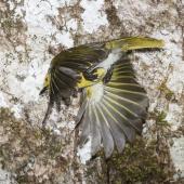 Mohua | Yellowhead. Adult male in flight after leaving nest entrance. Routeburn Flats, Mt Aspiring National Park, December 2015. Image &copy; Ron Enzler by Ron Enzler http://www.therouteburntrack.com