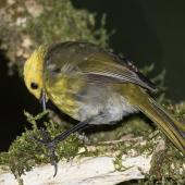 Yellowhead. Adult male feeding in ribbonwood tree. Routeburn Flats, Mt Aspiring National Park, April 2016. Image &copy; Ron Enzler by Ron Enzler http://www.therouteburntrack.com