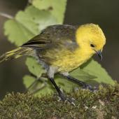 Yellowhead. Adult male feeding in ribbonwood tree. Routeburn Flats, Mt Aspiring National Park, April 2016. Image &copy; Ron Enzler by Ron Enzler http://www.therouteburntrack.com